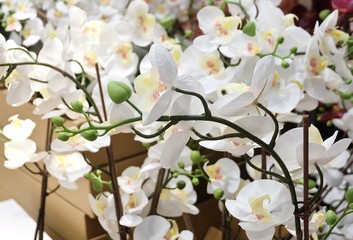White Artificial Streaked Orchid Flowers or Phalaenopsis