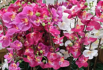 Beautiful Artificial Streaked Orchid Flowers or Phalaenopsis