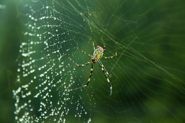 雨上がりのクモの巣