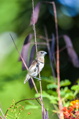 Chestnut-breasted Mannikin, little bird, Tahiti 