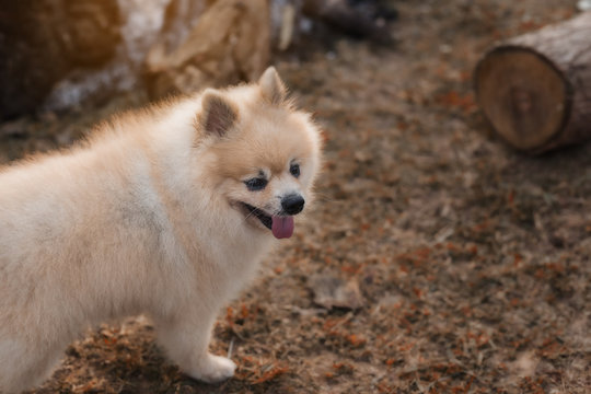 cute fluffy Pomeranian dog standing in front of a fire that star