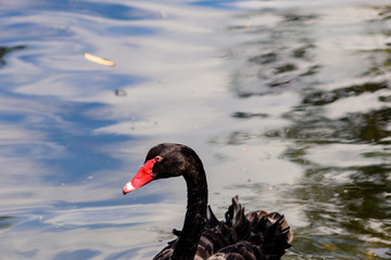 Naklejka premium Australian Male Black Swan on a fresh water lake