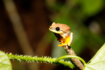 Small yellow tree frog from boophis family, madagascar