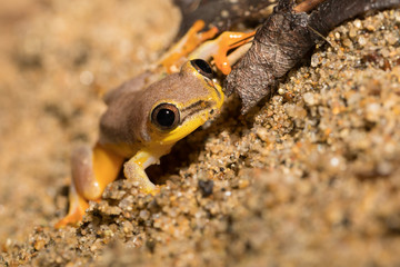 Small yellow tree frog from boophis family, madagascar