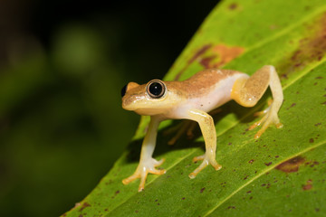 Small yellow tree frog from boophis family, madagascar