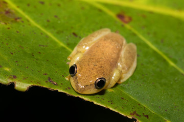 Small yellow tree frog from boophis family, madagascar