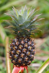 Pineapple tropical fruit in garden, madagascar