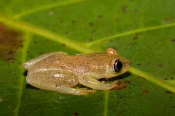 Obraz premium Small yellow tree frog from boophis family, madagascar