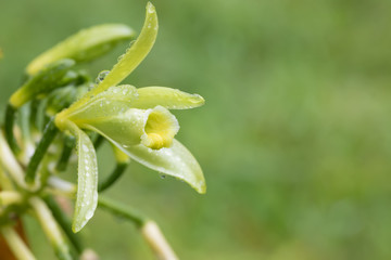 Closeup of The Vanilla plant flower, madagascar