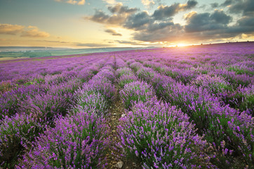 Plakat Lavender beautiful meadow.