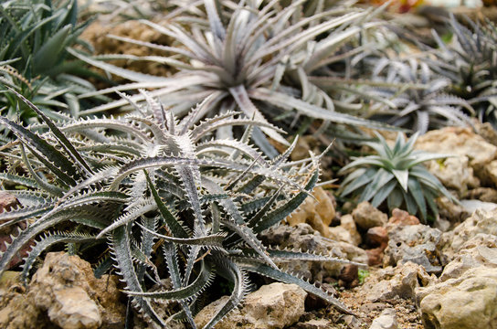 Cactus,Dyckia hybrid (Bromeliaceae),desert plant