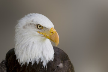 Fototapeta premium Bald eagle
