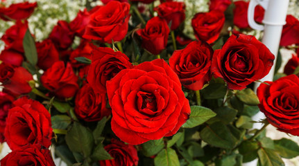 A bunch of beautiful red roses wih green leaves photo taken in Semarang Indonesia