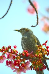 ヒヨドリ（鵯）と梅の花