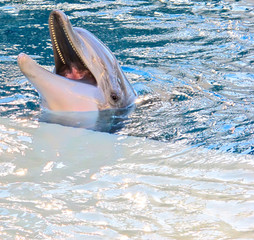 Fototapeta premium Happy cute dolphin