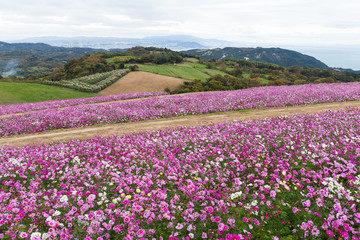 Fototapeta premium Cosmos flower
