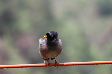 myna(mynah) bird