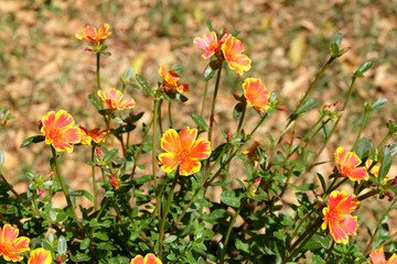 orange flower in the garden in thailand
