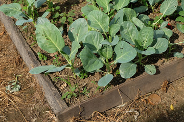 Chinese Kale at vegetable garden at thailand