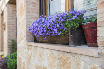 .Flores en la ventana