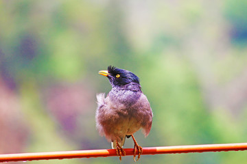 myna(mynah) bird