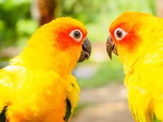 Close up head of Sun Parakeet or Sun Conure, the beautiful yellow and orange parrot bird with nice feathers details at Songkhla Thailand