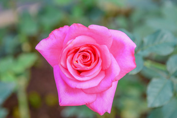 Pink rose