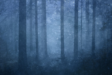 Lovely snowfall in the foggy blue colored conifer forest landscape.