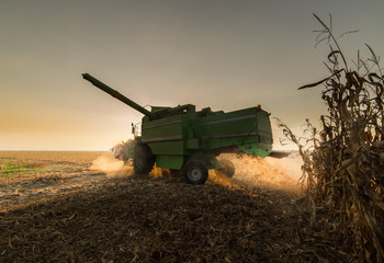 Fototapeta premium Harvesting of corn field with combine