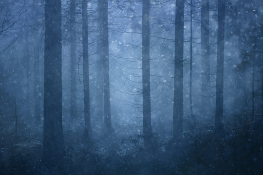 Fototapeta Lovely snowfall in the foggy blue colored conifer forest landscape.