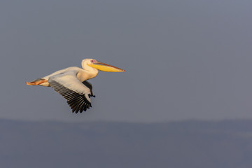 Great white pelican (also known as the eastern white pelican, rosy pelican or white pelican) (Pelecanus onocrotalus) flying. Lake Naivasha. Naivasha. Great Rift Valley. Kenya