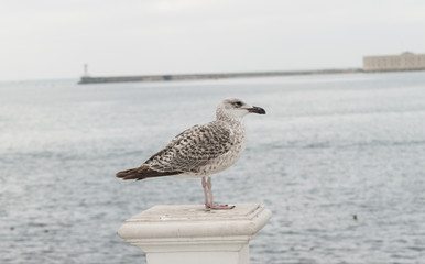 Marine gull