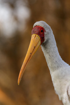 Yellow-billed stork (sometimes also called the wood stork or wood ibis) (Mycteria ibis) portrait. Great Rift Valley. Kenya