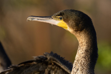 Reed cormorant (Microcarbo africanus). Lake Naivasha. Naivasha. Great Rift Valley. Kenya