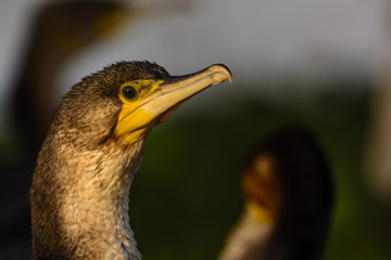 Reed cormorant (Microcarbo africanus). Lake Naivasha. Naivasha. Great Rift Valley. Kenya