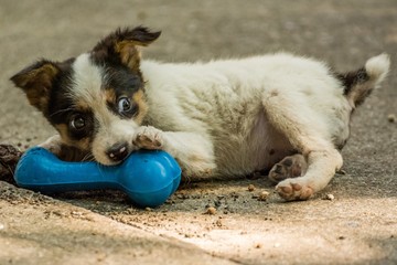 Cute Puppy Playing with a Rubber Bone