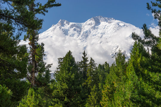 Nanga Parbat mountain with pine tree, Fairy Meadow, Pakistan