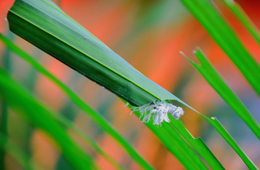 White Worm