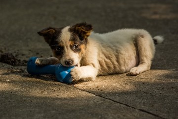 Cute Puppy Playing and Enjoying a Drop of Sun