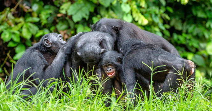  Bonoboы in natural habitat.  Green natural background. The Bonobo ( Pan paniscus), called the pygmy chimpanzee. Democratic Republic of Congo. Africa
