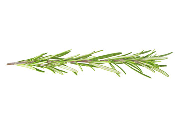 Fototapeta premium Rosemary isolated on white background, closeup
