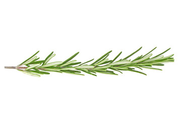 Rosemary isolated on white background, closeup