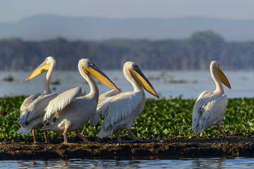 Great white pelican (also known as the eastern white pelican, rosy pelican or white pelican) (Pelecanus onocrotalus). Lake Naivasha. Naivasha. Great Rift Valley. Kenya