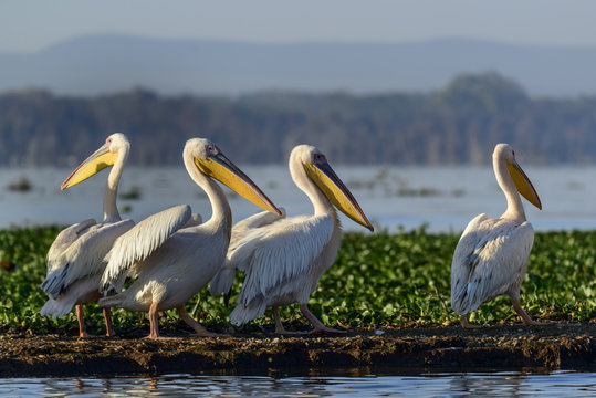 Great white pelican (also known as the eastern white pelican, rosy pelican or white pelican) (Pelecanus onocrotalus). Lake Naivasha. Naivasha. Great Rift Valley. Kenya