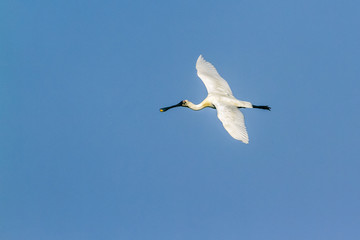 Eurasian spoonbill in Arugam bay lagoon, Sri Lanka