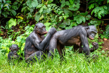  Bonoboы in natural habitat.  Green natural background. The Bonobo ( Pan paniscus), called the pygmy chimpanzee. Democratic Republic of Congo. Africa
