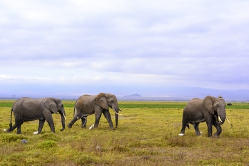 Fototapeta premium African bush elephant or African Elephant (Loxodonta africana) and cattle egret (Bubulcus ibis). Amboseli National Park. Kenya.