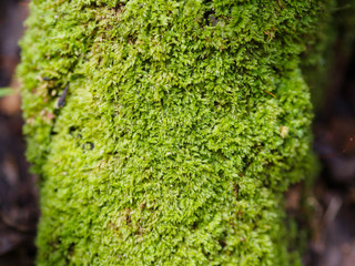 Nice Green moss on old root tree texture background and closeup focus at center of the root tree
