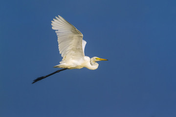 Great egret in Arugam bay lagoon, Sri Lanka