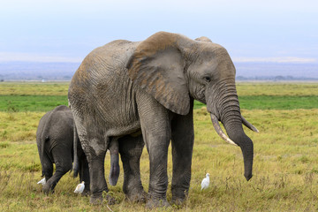 Naklejka na ściany i meble African bush elephant or African Elephant (Loxodonta africana) and cattle egret (Bubulcus ibis). Amboseli National Park. Kenya.